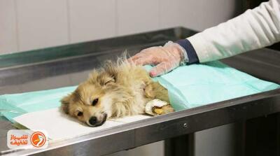 شیراز تخفیف